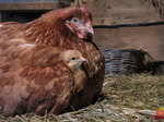 SX11005 Hen with chick poking from underneath her wing.jpg